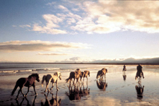 Iceland-Iceland Shorts-Horse Drive in Iceland